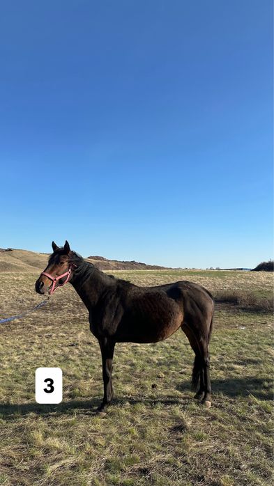 Три Лошади: англичане, полукровка