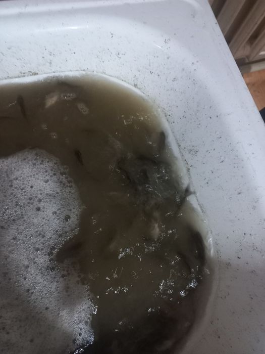 Живец бар 50тенге