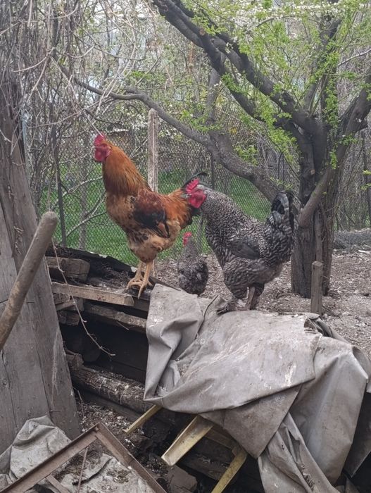 Продам петухов домашние