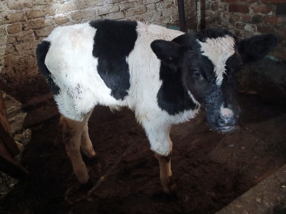 Продам бычка породы голштин