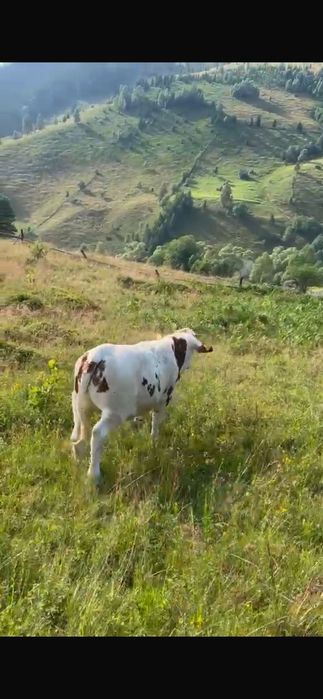 Vițica de 7 luni de vanzare