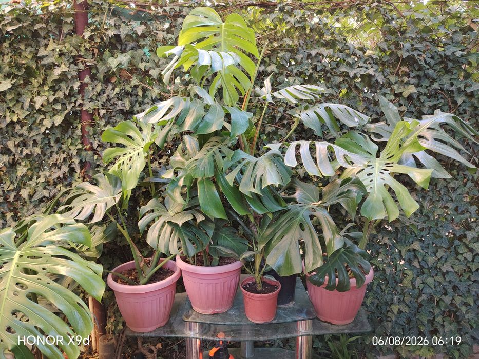 Монстера деликатесная (Monstera deliciosa)