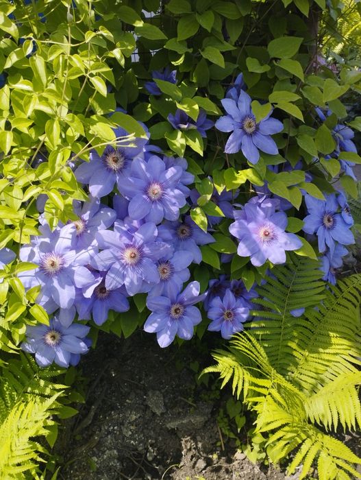 Продам многолетники