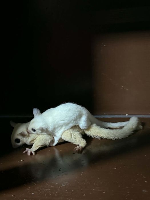 Sugar glider/ veveverita zburatoare puiuti