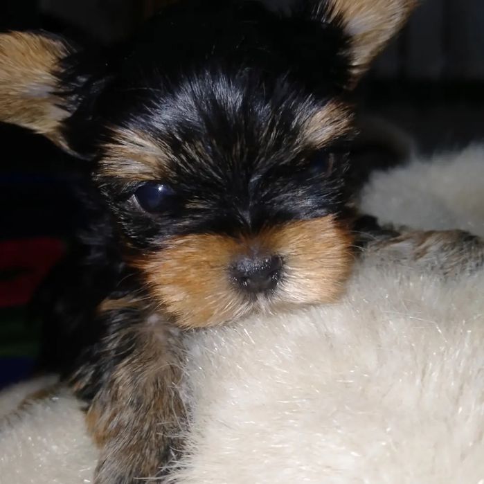 Йоркширский терьер