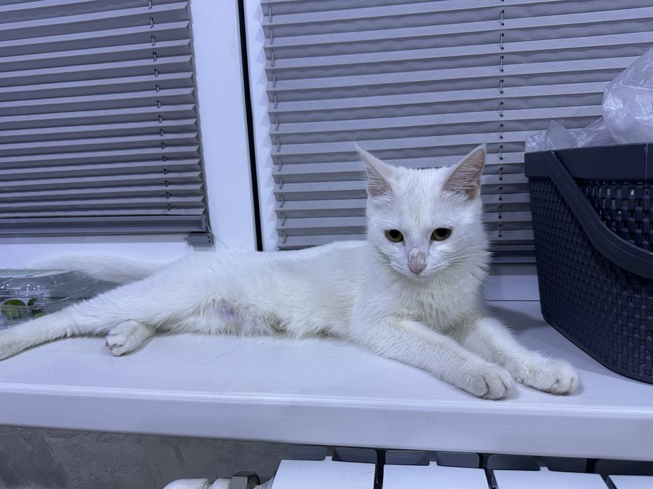 Даром котята в хорошие руки !