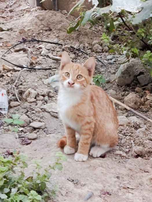 Котята милые отдадим бесплатно