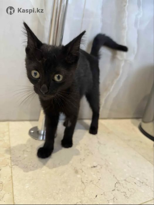 Отдам котёнка. 3 месяца. Девочка