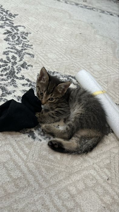 Котенок мальчик серый отдам в хорошие руки