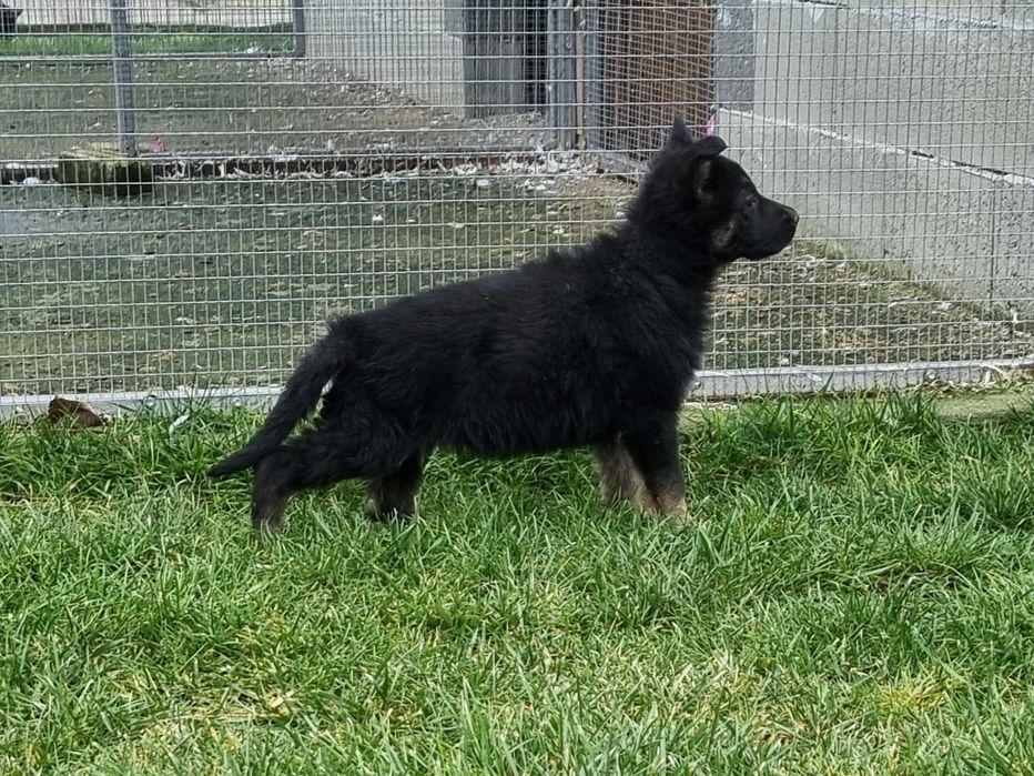 Малки немски овчарки