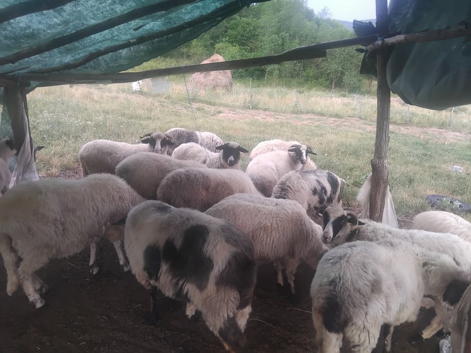Vând oi detalii la telefon afișat