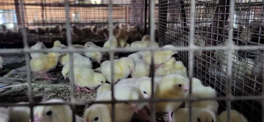 Бройлеры цыплята на Апрель