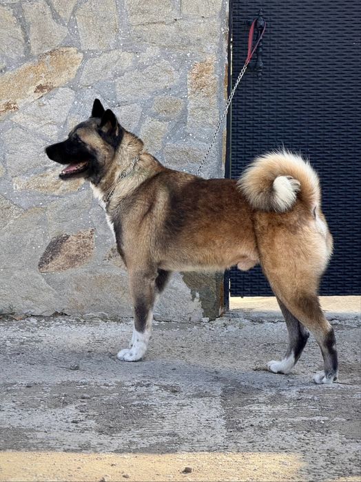 Америкаска акита кученца мъжки и женски