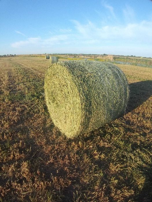 Baloti de lucerna ecologica 130x120 ,400kg