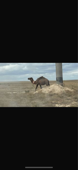 Еркек тайлақ сатылады
