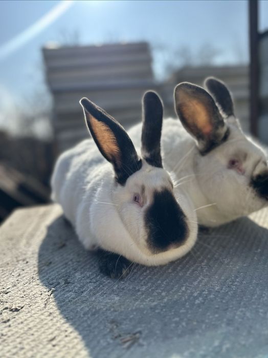 Кролики породистые