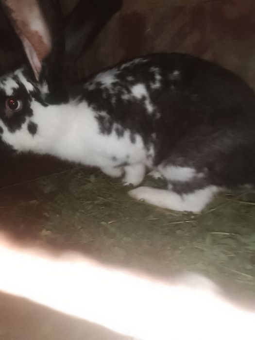 Vând iepuroaica uriaș german!