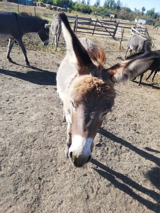 Magar tanar de la magarita bun de lapte