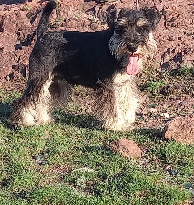 Подрощенные щенки