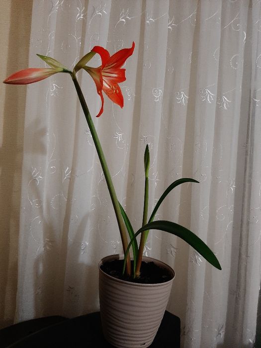 Продам гипеаструм .