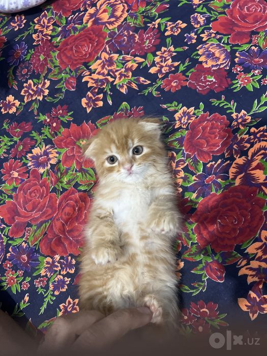 Скотиш фолд Хайланд фолд