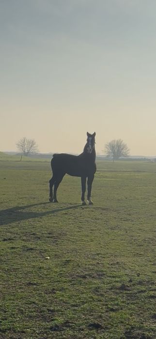 Armăsar Kwpn 1,5 ani