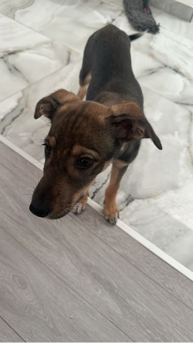 Cătelușă spre adoptie