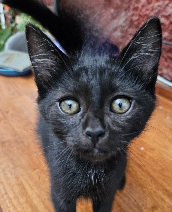 СРОЧНО! Котята ищут хозяина!