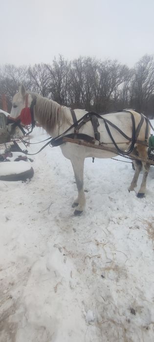 Vînd iapa de 9 ani foarte cuminte