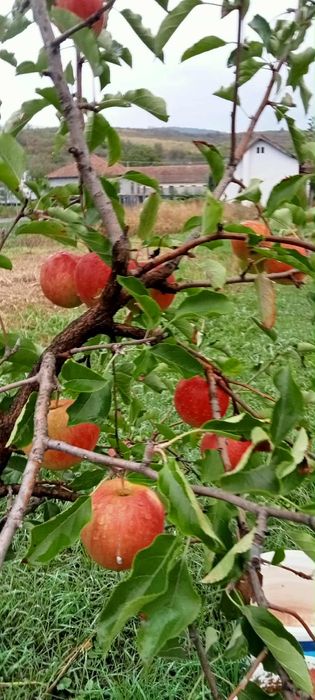 Casă in zonă viticola-Cuvin,  jud. Arad