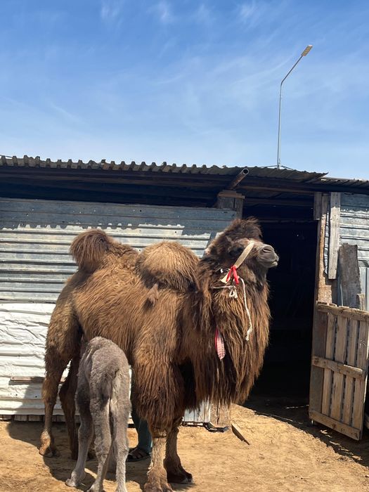 Боталы түйе сатылады