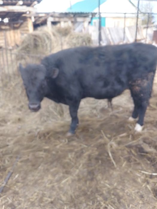 Бык бык бык.бык.