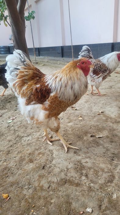 Wyandotte 1+1 sotiladi