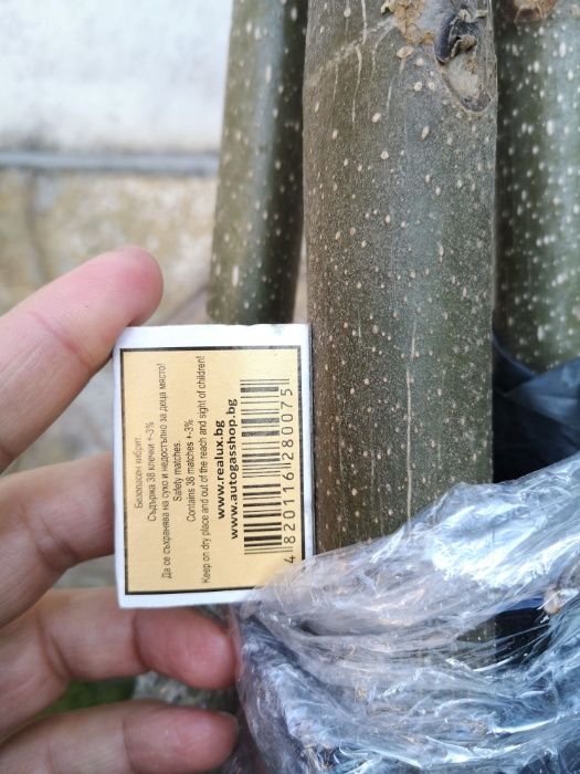 Пауловния Томентоса и Шан Тонг - двугодишни фиданки.