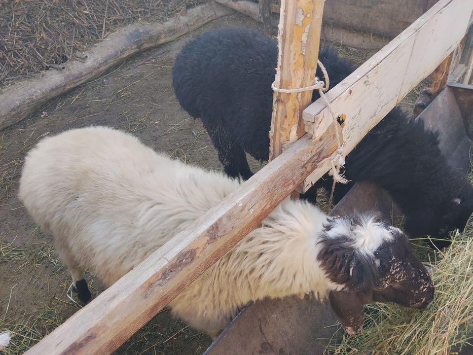 Sotiladi manzil Vobkent.