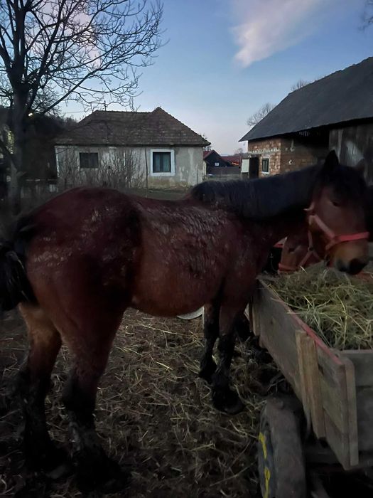 Schimb un cal de 6ani si un manz de 11 luni
