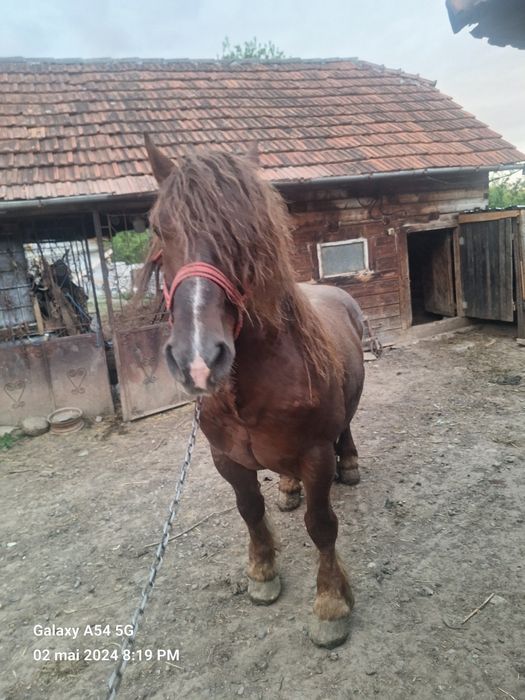 Vând armăsar lucrat la Pădure