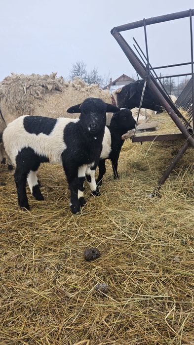 Vând miel și mia Dorper