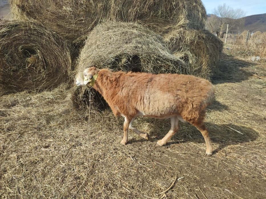 Продается кошкар породы Гиссар
