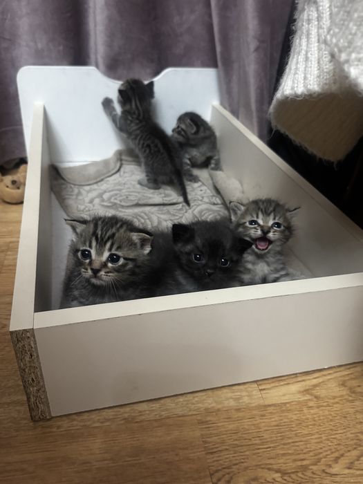 Отдам котят бесплатно в добрые руки