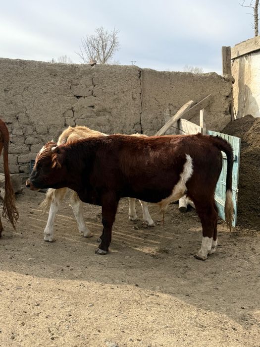 30 бас еркек подсостар сатылады.