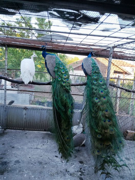 Продавам мъжки и женски пауни