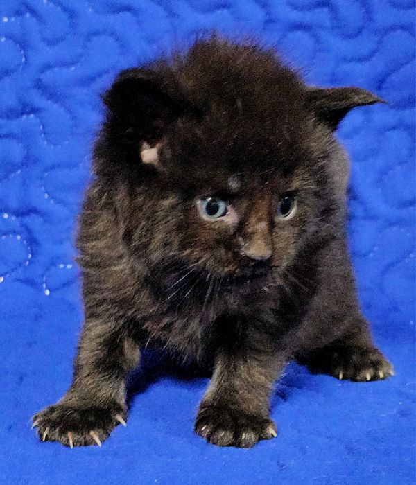 Mascul Maine Coon uriaș din felisa cu pedigree