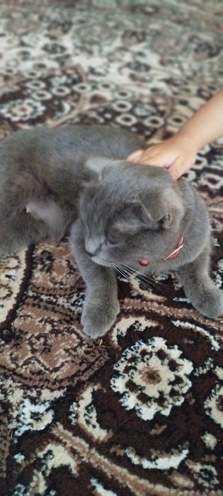 Скотиш фолд мальчик и девочка