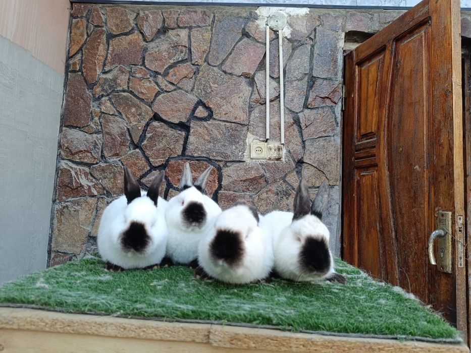 Евро Калифорния куйонлари