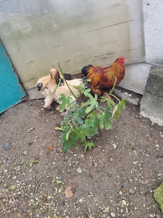 De vanzare brahma columbia