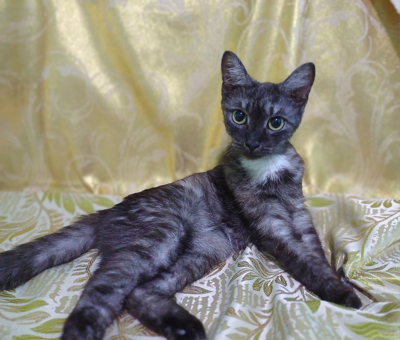 Котёнок-кошечка Серафима