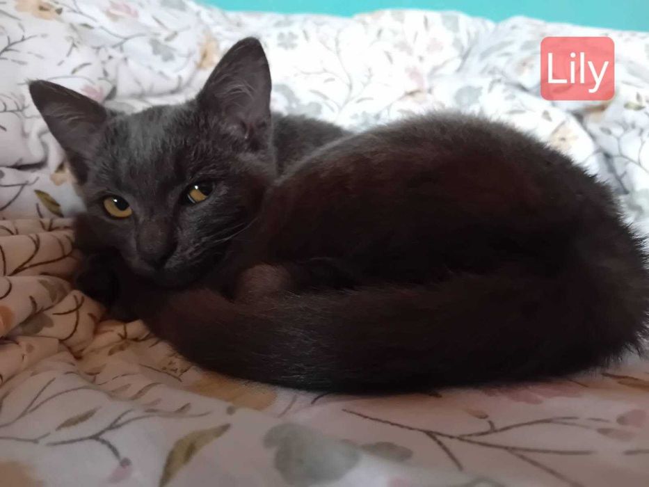 Pisicuta Lily spre adoptie