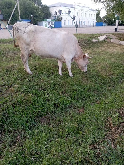 Продам корову стельную