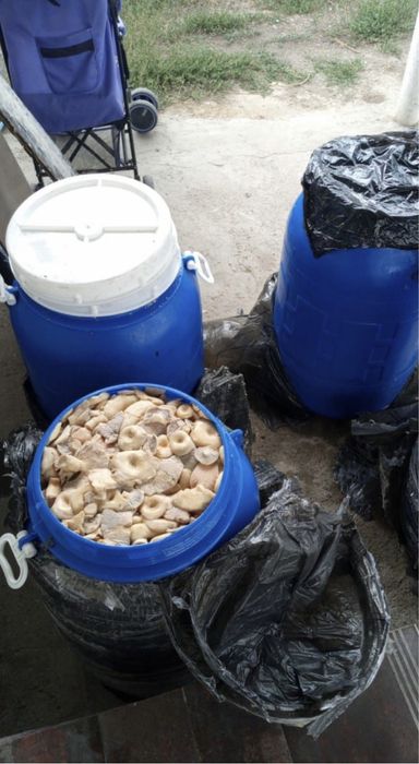 белый грибы, груздь грузди,лисички